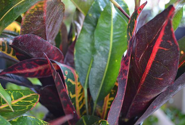 Interior Plant Spotlight Croton