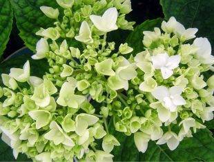 How to Prune Hydrangeas