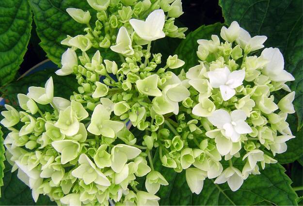 How to Prune Hydrangeas