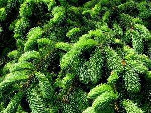 Blog Post #93 - Cut Tree
