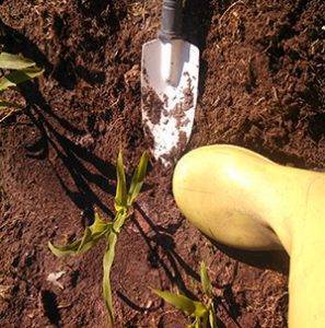 Blog Post # - Brinkman Garden Boot 1