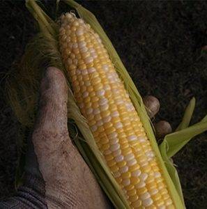 Blog Post # - Brinkman Garden Corn