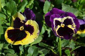 Blog Post #115 - Purple-Yellow Pansies