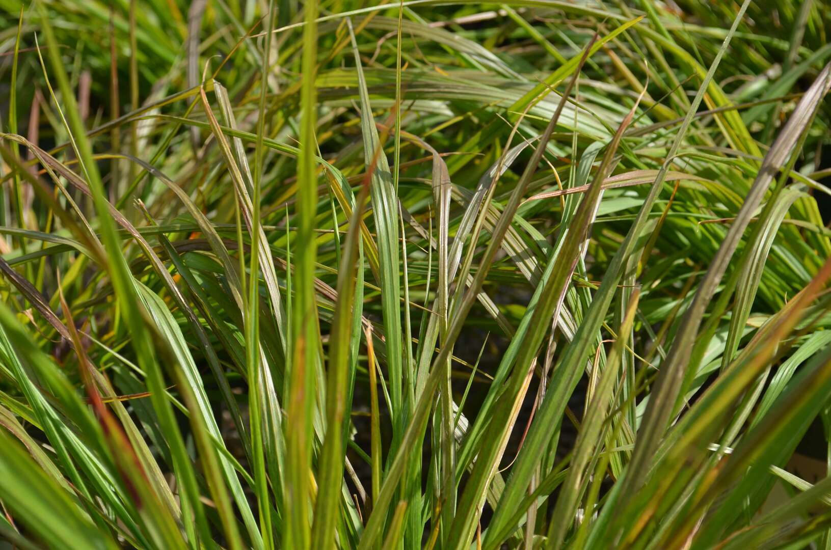 Black Flowering Fountain Grass (5.18.16) (2)