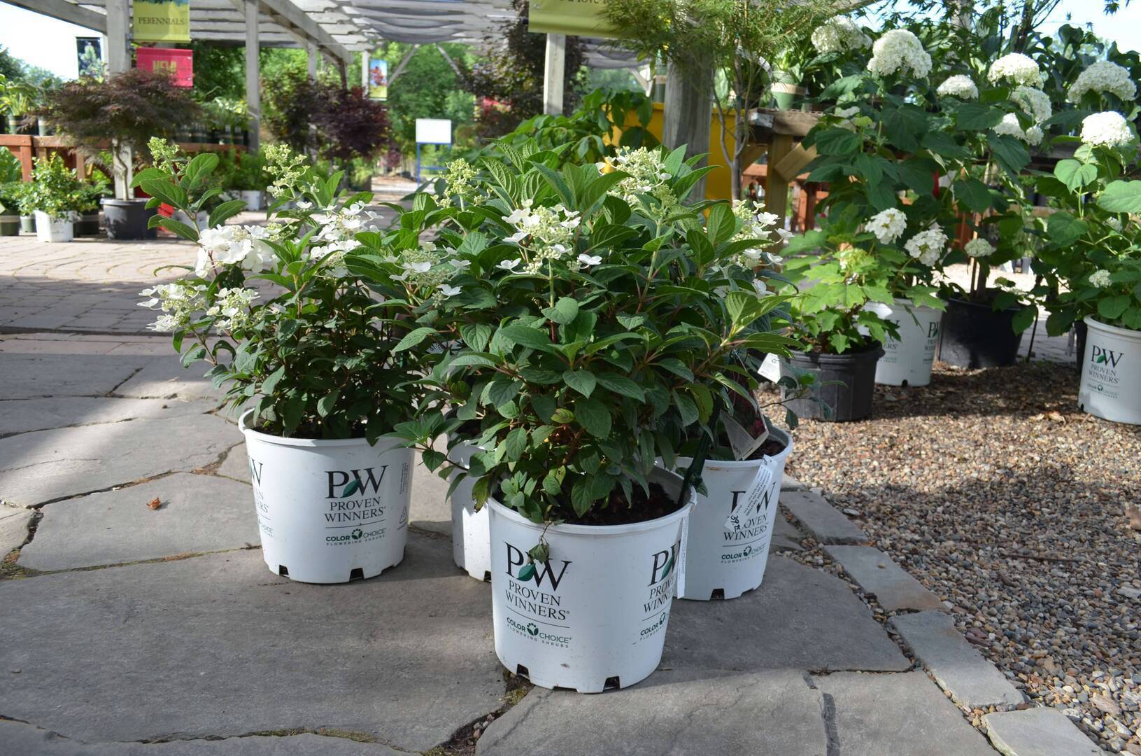 Plant Spotlight Little Quick Fire Hydrangea Wright Outdoor Plant Spotlight Little Quick Fire Hydrangea Wright Outdoor