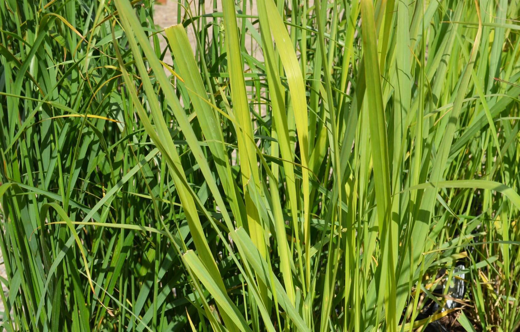 Northwind Switch Grass Orn. (5.18.16) (3)
