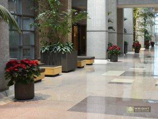 Fresh Poinsettias