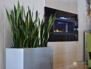 Sansevieria Silver Planter Display