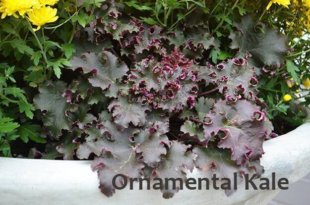 Ornamental Kale