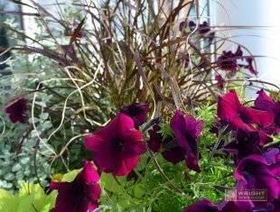 Seasonal Maintenance Summer 4