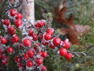 Seasonal Maintenance Winter 3