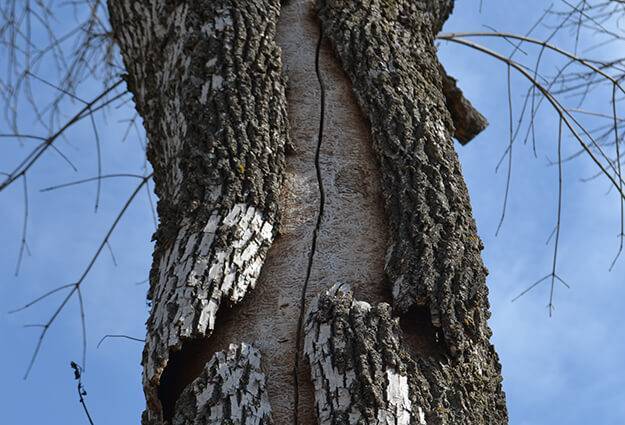 tree with emerald ash borer damage
