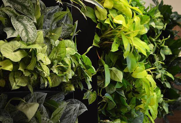 living wall planter with a variety of green plants