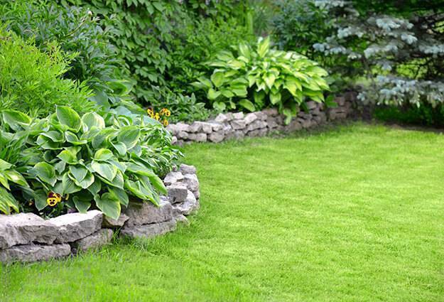 short stone wall in back yard with green grass and a variety of green plants