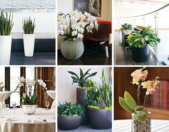 montage of various indoor plant container options for a corporate office or event
