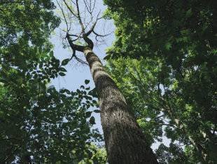 Infected White Ash Tree