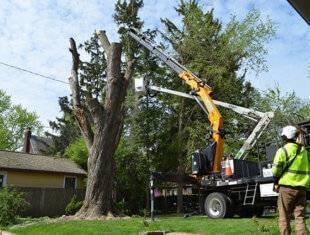 Wright Outdoor Solutions employee performing a residential tree branch removal using a bucket truck