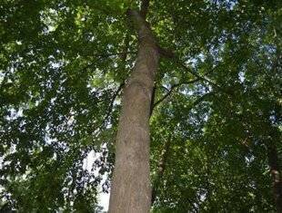 view from the trunk of an elm tree looking up at the tree canopy