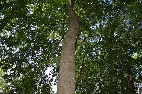 view from the trunk of an elm tree looking up at the tree canopy