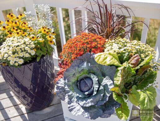 fall containers with orange and white mums, black eyed susans, organometal cabbage and ornamental grasses on a residential deck