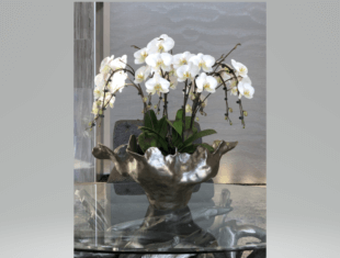 Orchid