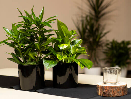 Tabletop Plants